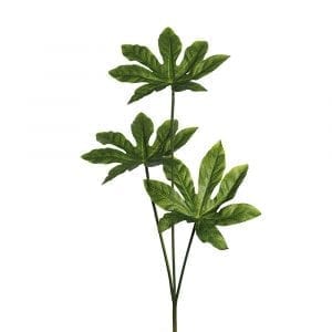 Aralia Stem