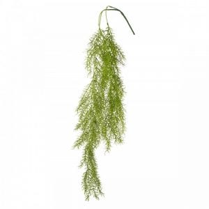 Hanging Asparagus Fern