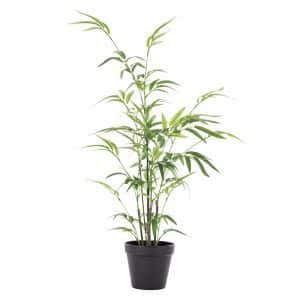 Bamboo in Pot