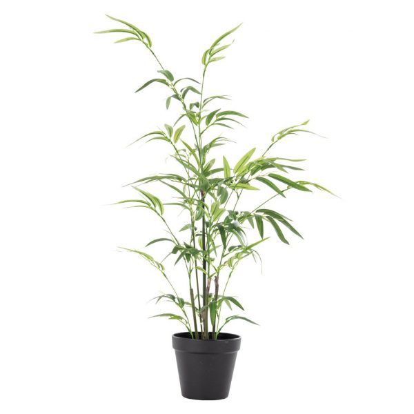 Bamboo in Pot