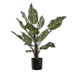 Calathea