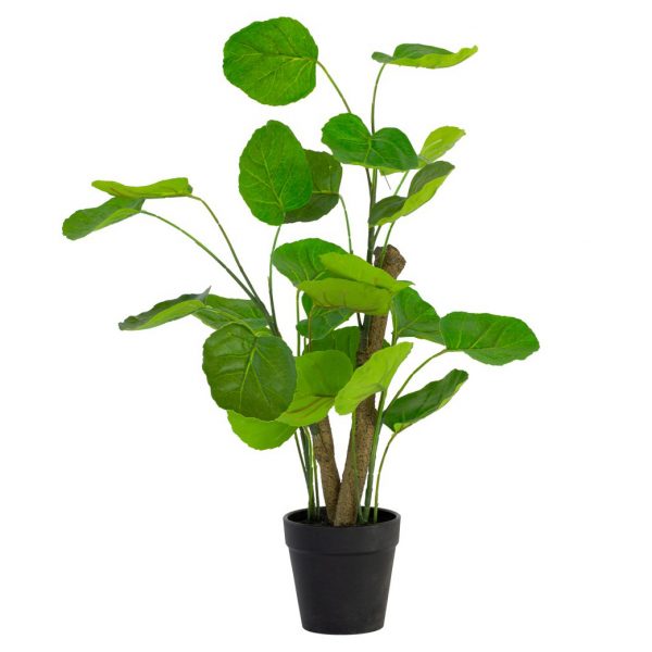 Chinese Money Plant in Pot