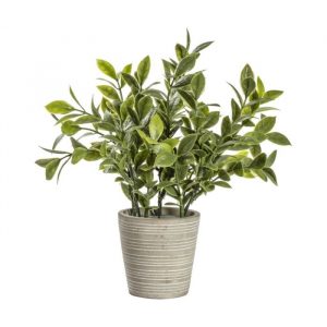 Sage In Cement Pot