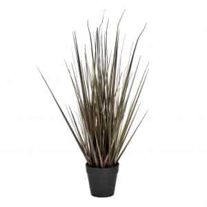 Spray Grass in Pot