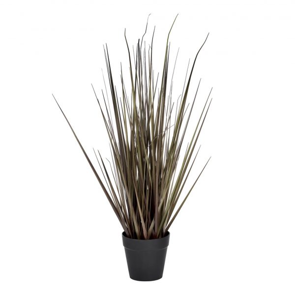 Spray Grass in Pot