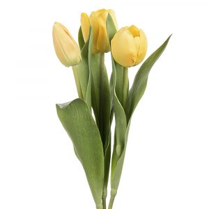 Tulip Stem Yellow Mixed