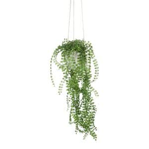 Hanging Pearl Spray in Pot