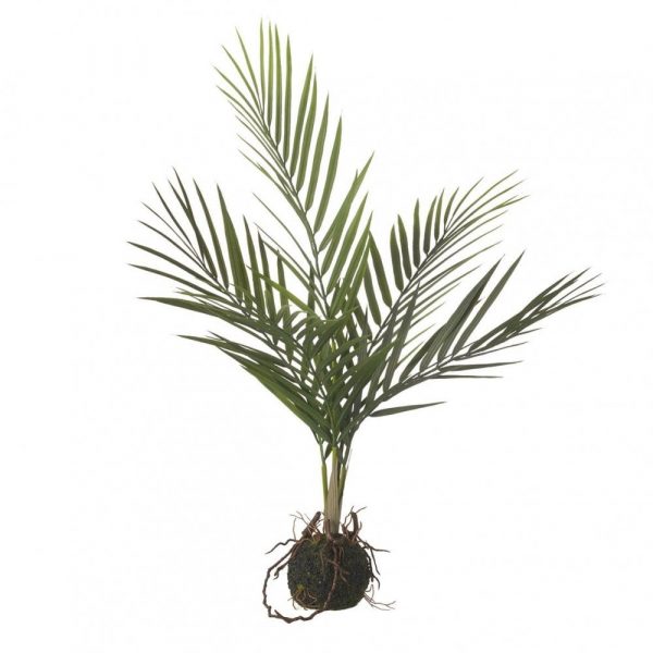 Areca Palm in Soil Ball