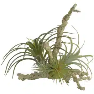 Air Plant on Branch